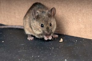 mouse photo