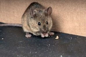 mouse photo