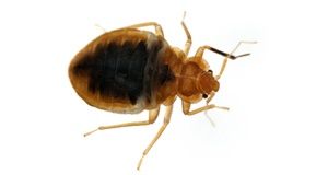 Bed bug Cimex lectularius isolated on white.