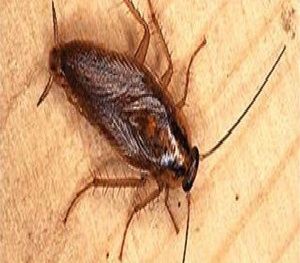 german cockroach photo